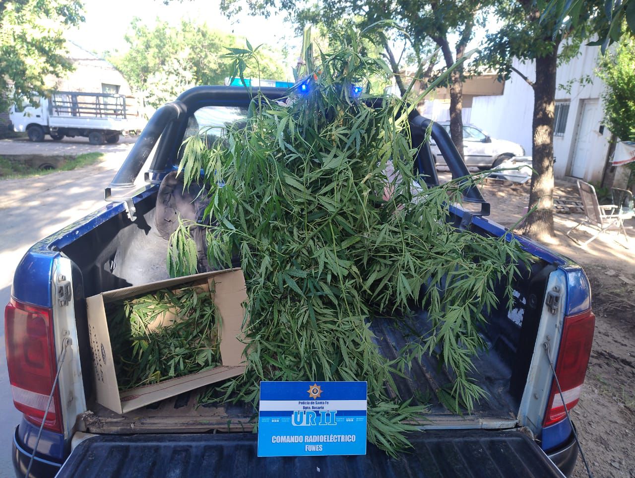 Hallazgo policial: llegaron por una pelea y se fueron con cinco plantas de marihuana